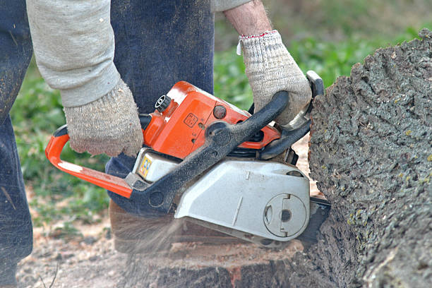 Best Tree and Shrub Care  in Coker, AL