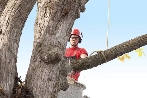 Best Tree Risk Assessment  in Coker, AL